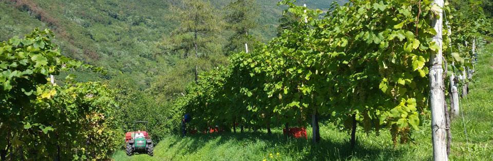 Le Zitelle Di Ron Bed and Breakfast Valdobbiadene Exterior foto